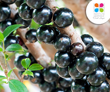 Jabuticaba